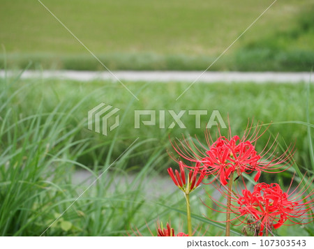 Red cluster amaryllis, an autumn feature Admire the red red spider lily that colors the season. 107303543