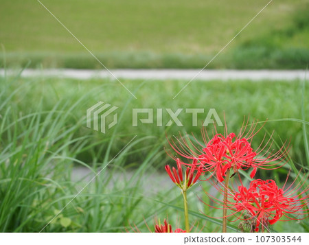 Red cluster amaryllis, an autumn feature Admire the red red spider lily that colors the season. 107303544