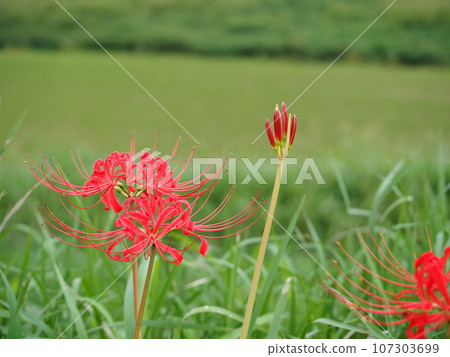Enjoy the beautiful red colors of autumn's traditional manjushana and red spider lily 107303699