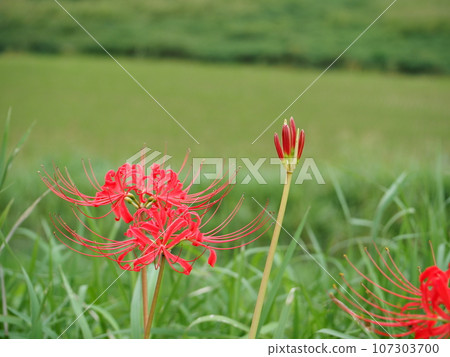 欣賞秋季傳統曼朱莎娜和紅蜘蛛百合的美麗紅色 107303700