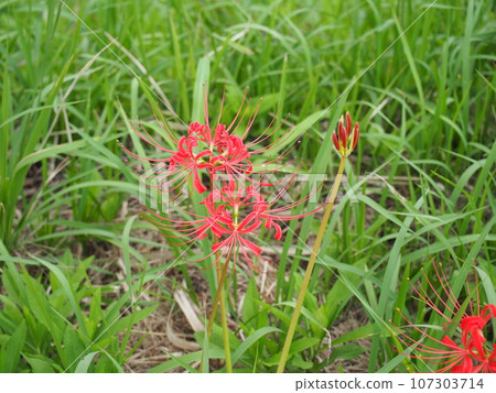 欣賞秋季傳統曼朱莎娜和紅蜘蛛百合的美麗紅色 107303714