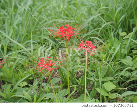 欣賞秋季傳統曼朱莎娜和紅蜘蛛百合的美麗紅色 107303751
