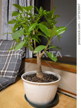 Baobab 3 year old Adansonia digitata - Stock Photo [107303847] - PIXTA