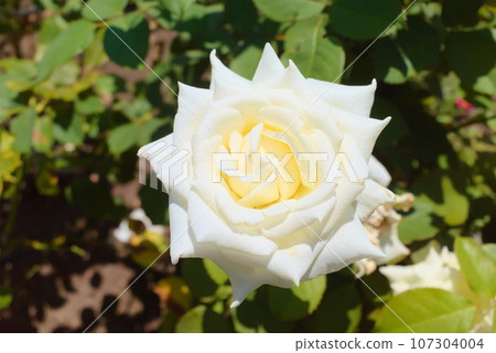 A close-up photo of Burnaby blooming beautifully A close-up photo of Burnaby blooming beautifully 107304004