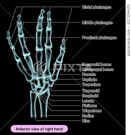 Illustration of X-ray-like human hand bones with English explanation Illustration of X-ray-like human hand bones with English explanation 107304425