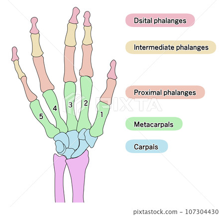 Illustration of the bones of a human hand divided into areas with explanations 107304430