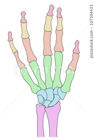 Illustration of human hand bones 107304433