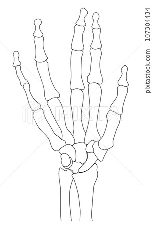 Illustration of human hand bones Illustration of human hand bones 107304434