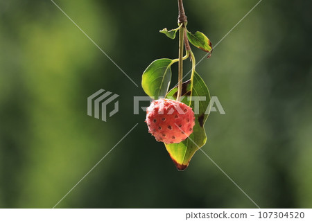 Fruit of Yamabote 107304520