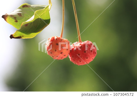 Fruit of Yamabote 107304572