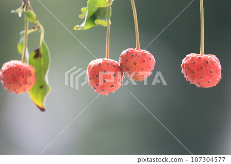 Fruit of Yamabote 107304577