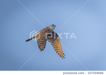 Autumn kestrel season in Hokkaido in November. 107304666