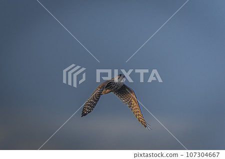 Autumn kestrel season in Hokkaido in November. 107304667