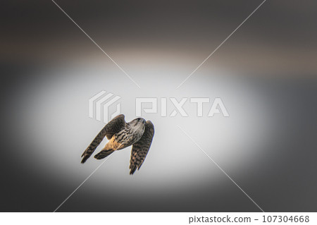 Autumn kestrel season in Hokkaido in November. 107304668