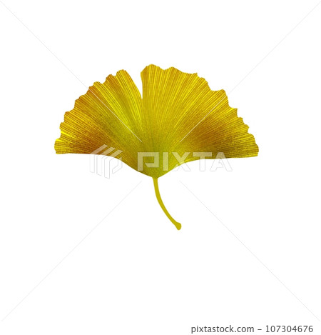 Gingko 3 Gingko 3 107304676