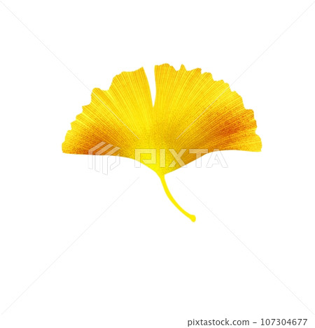 Gingko 2 Gingko 2 107304677