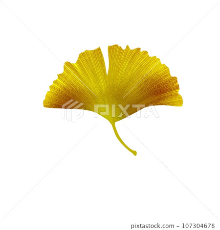 Gingko 1 Gingko 1 107304678