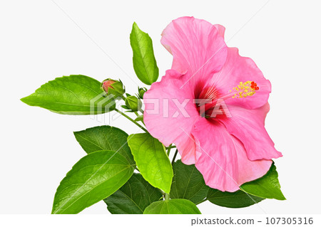 [Hibiscus] (depth composition) 107305316