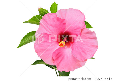 [Hibiscus] (depth composition) 107305317