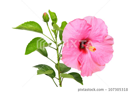 [Hibiscus] (depth composition) 107305318