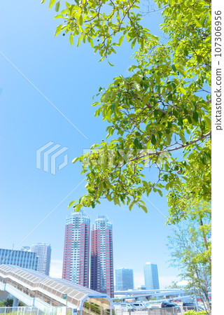 Green trees photographed with a high-rise apartment building in Odaiba in the background 107306956