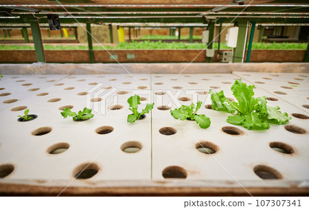 Wooden shelf with round-shaped holes for garden pots with green leafy plants. Fresh organic leafy greens growing in agricultural greenhouse. Wooden shelf with round-shaped holes for garden pots with green leafy plants. Fresh organic leafy greens growing in agricultural greenhouse. 107307341