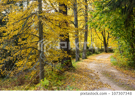 Autumn forest with hiking trail or road with golden tree leaves 107307348