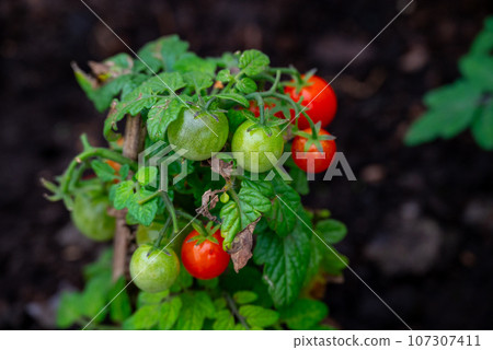 In the garden, a bush of tomatoes, the first ripe red tomatoes and unripe green tomatoes. 107307411