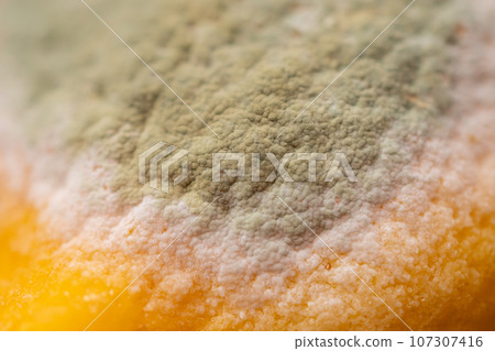 Macro photo of green-white mold on the surface of a yellow lemon. 107307416