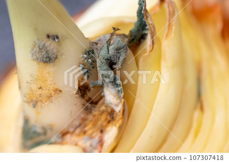 Macro photo of half an onion with mold. Spoiled onion. Macro photo of half an onion with mold. Spoiled onion. 107307418