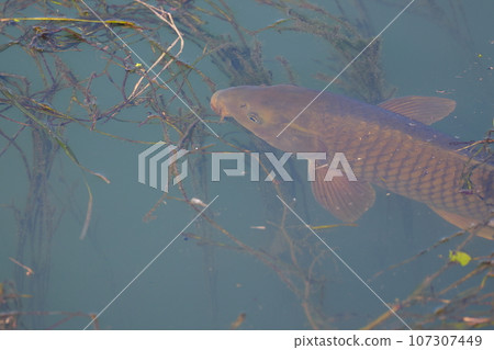Carp in the irrigation canal Carp in the irrigation canal 107307449