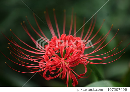 Red cluster amaryllis/background dark green Red cluster amaryllis/background dark green 107307496