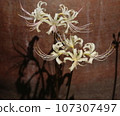 White spider lily and flower shadow 107307497