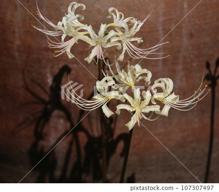 White spider lily and flower shadow White spider lily and flower shadow 107307497