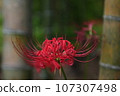 Red cluster amaryllis/background bamboo forest 107307498