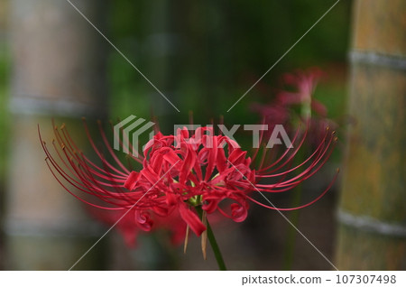 Red cluster amaryllis/background bamboo forest Red cluster amaryllis/background bamboo forest 107307498
