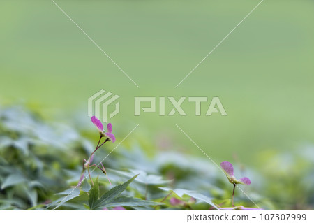 初夏風景,紅楓種子和草模糊 初夏風景,紅楓種子和草模糊 107307999