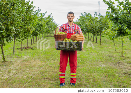 Happy man agronomist shows good harvest of raw hazelnuts holding full nuts box in hands in garden Happy man agronomist shows good harvest of raw hazelnuts holding full nuts box in hands in garden 107308010