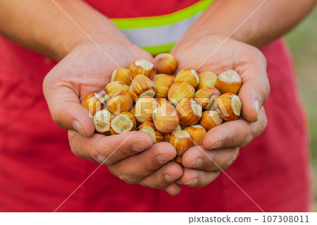 Close-up agronomist man farmer shows pile of raw unshelled hazelnuts in palm of hands good harvest 107308011