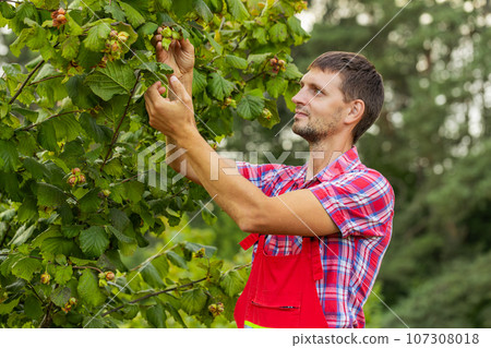 Man agronomist plucks collects ripe hazelnuts from deciduous hazel trees rows in garden, harvesting 107308018