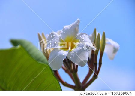 Plumeria flowers 107309064
