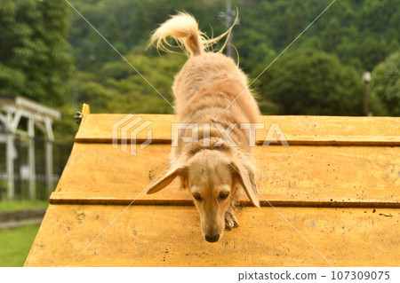 Dog getting over the A-frame in agility Dog getting over the A-frame in agility 107309075
