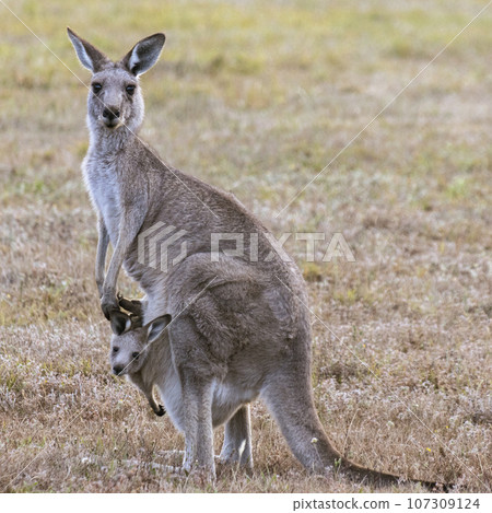 Wild Eastern grey kangaroo and adorable joey at sunset, Australia Wild Eastern grey kangaroo and adorable joey at sunset, Australia 107309124