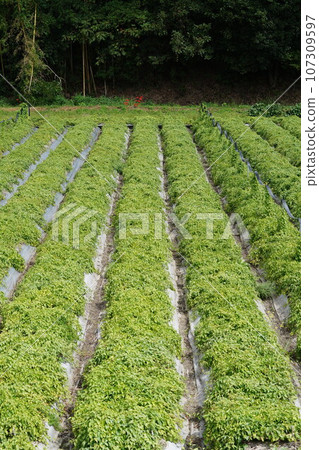 Yama yam field, Tamba Sasayama specialty, late September Yama yam field, Tamba Sasayama specialty, late September 107309597