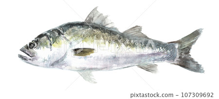 鱸魚畫水彩的插圖 107309692