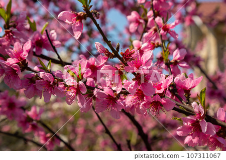 Peach tree, blurred background. Blooming tree in spring with pink flowers. The beauty of the spring garden, the concept of spring 107311067
