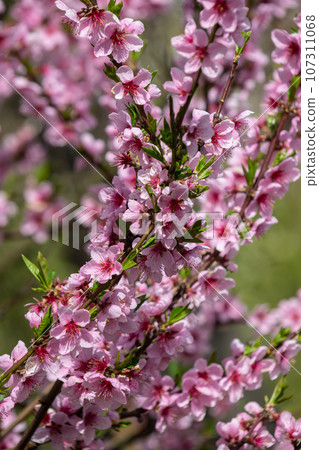 Peach tree, blurred background. Blooming tree in spring with pink flowers. The beauty of the spring garden, the concept of spring 107311068
