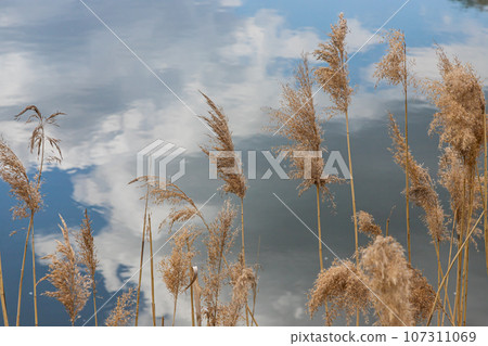 Common reed Phragmites australis. Thickets of fluffy dry trunks of common reed against the background of lake water. Up close Nature concept for design 107311069