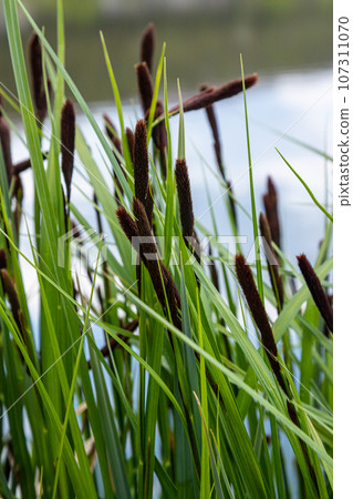Carex acuta - found growing on the margins of rivers and lakes in the Palaearctic terrestrial ecoregions in beds of wet, alkaline or slightly acid depressions with mineral soil 107311070