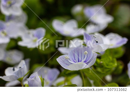Blue flowers veronica chamaedrys close up on a meadow in sunny weather Blue flowers veronica chamaedrys close up on a meadow in sunny weather 107311082